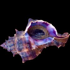 Tyrian Purple Dye