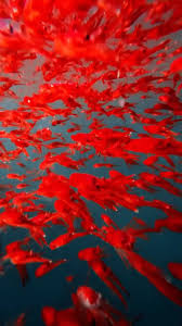Red Squat Lobsters, Peru