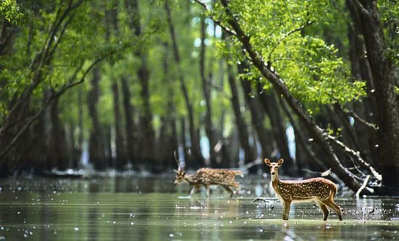 Sundarbans Mangrove Forest