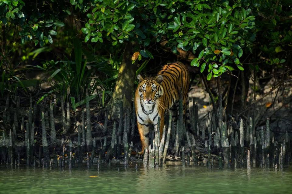 Sundarbans Mangrove Forest
