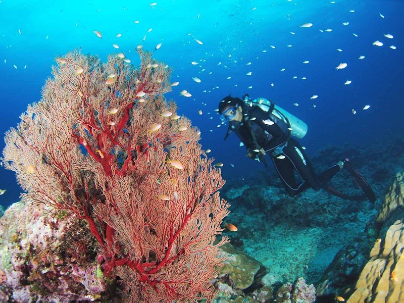 Neel Island Travel Guide