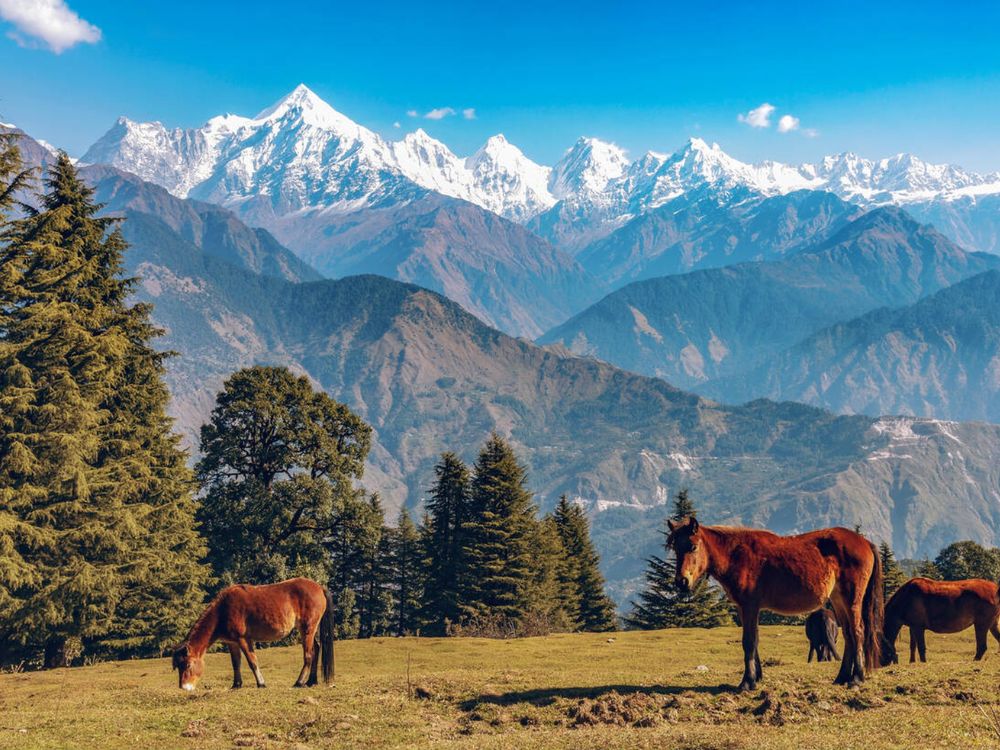 Munsiyari Summer Travel