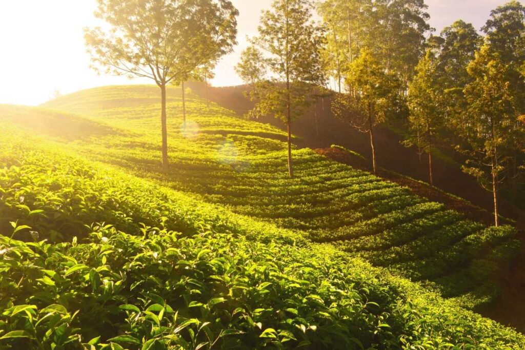 Chikmagalur Hill Travel Guidel