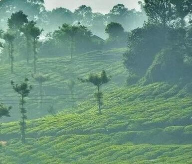 Nelliyampathy Travel
